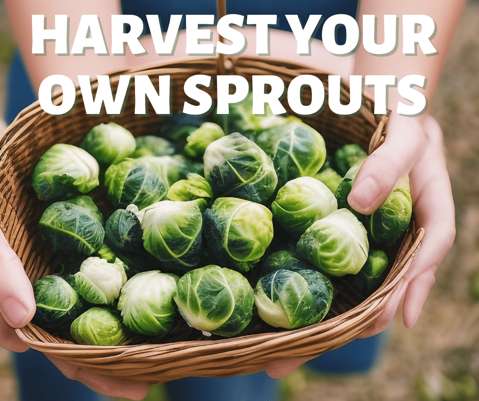 Growing Brussels Sprouts for Beginners